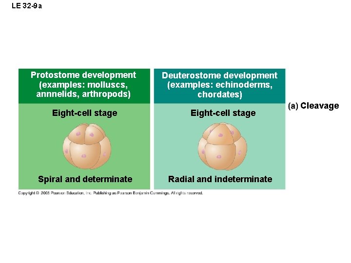 LE 32 -9 a Protostome development (examples: molluscs, annnelids, arthropods) Eight-cell stage Spiral and
