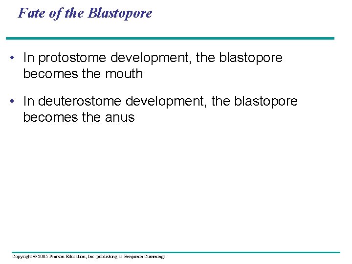 Fate of the Blastopore • In protostome development, the blastopore becomes the mouth •