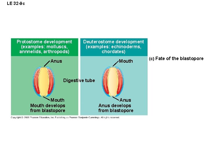 LE 32 -9 c Protostome development (examples: molluscs, annnelids, arthropods) Deuterostome development (examples: echinoderms,