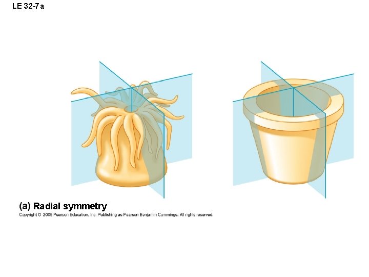 LE 32 -7 a Radial symmetry 