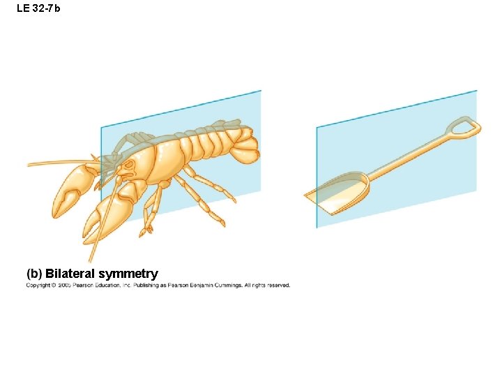 LE 32 -7 b Bilateral symmetry 