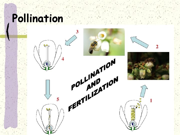 Pollination 