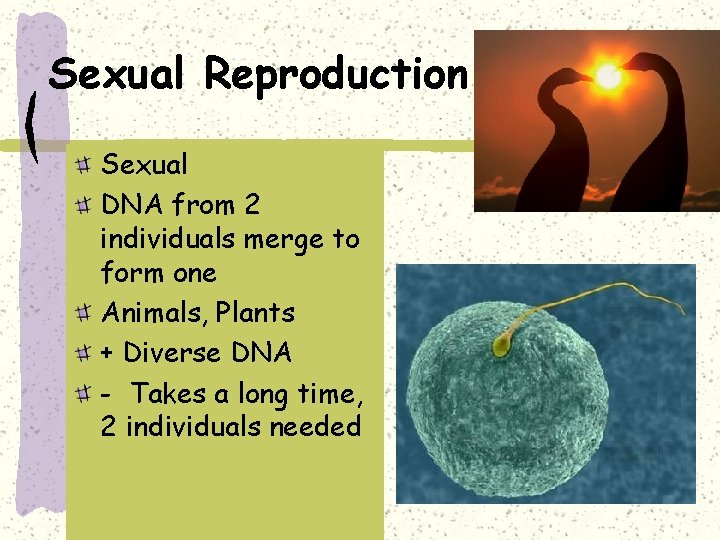Sexual Reproduction Sexual DNA from 2 individuals merge to form one Animals, Plants +