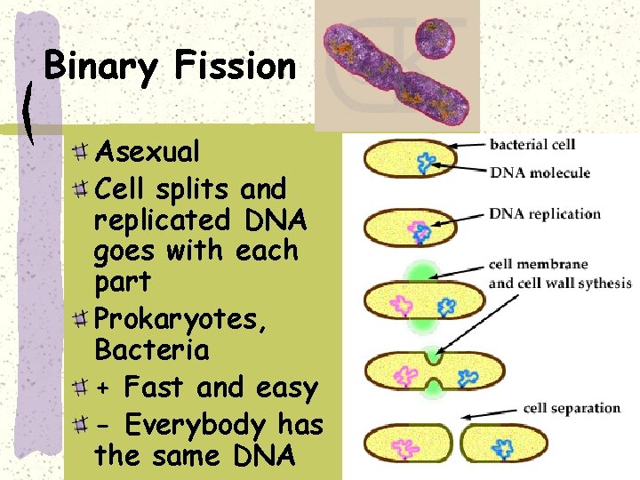 Binary Fission Asexual Cell splits and replicated DNA goes with each part Prokaryotes, Bacteria