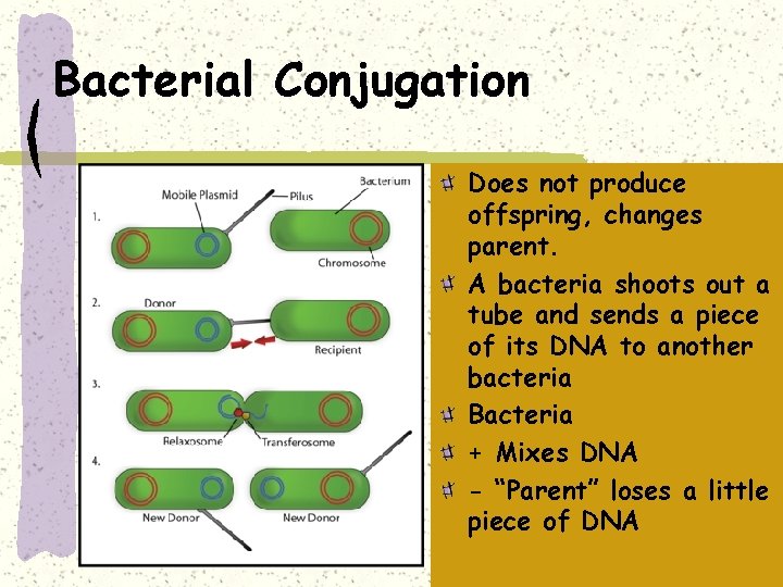 Bacterial Conjugation Does not produce offspring, changes parent. A bacteria shoots out a tube