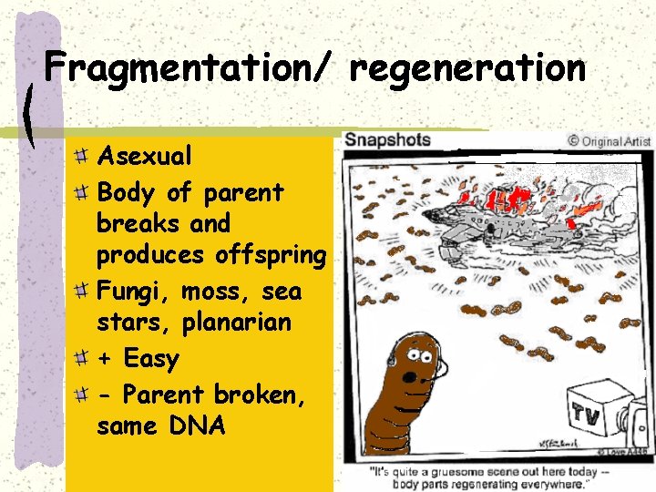 Fragmentation/ regeneration Asexual Body of parent breaks and produces offspring Fungi, moss, sea stars,