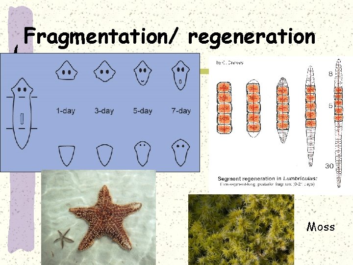 Fragmentation/ regeneration Moss 