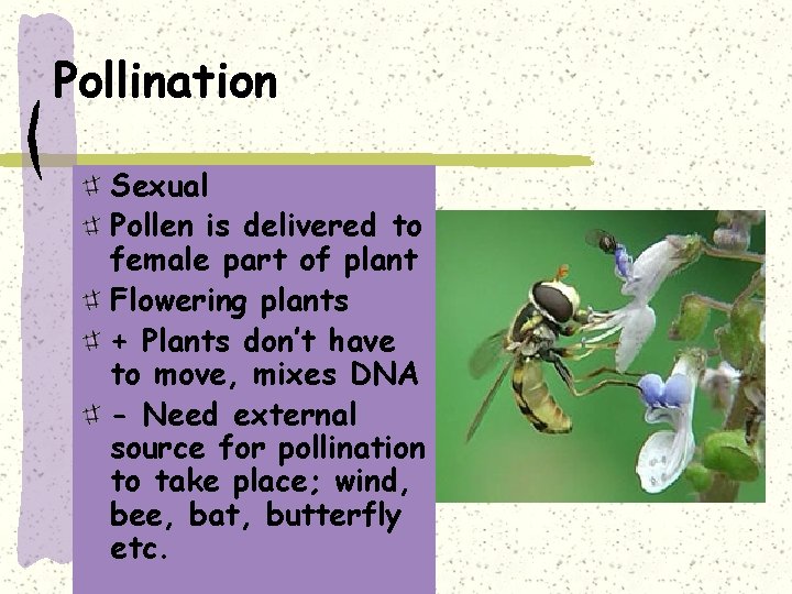 Pollination Sexual Pollen is delivered to female part of plant Flowering plants + Plants