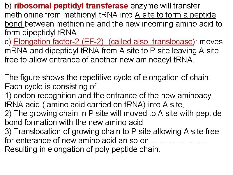 b) ribosomal peptidyl transferase enzyme will transfer methionine from methionyl t. RNA into A