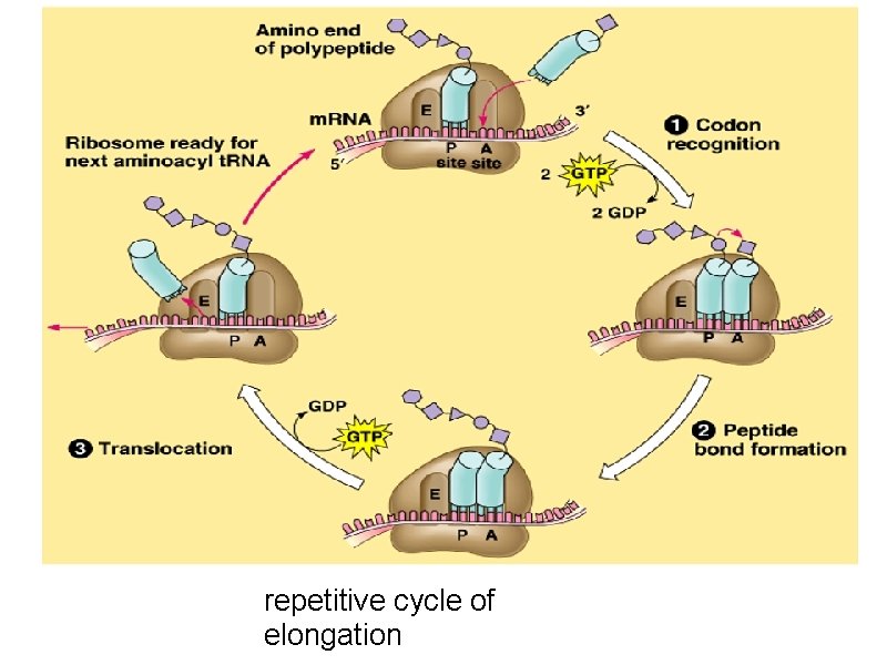 repetitive cycle of elongation 