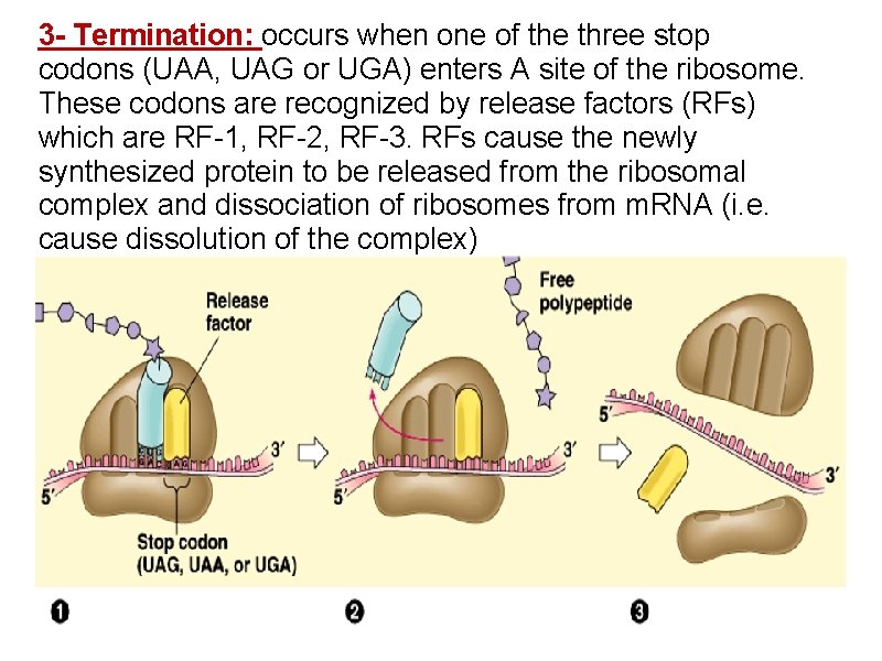 3 - Termination: occurs when one of the three stop codons (UAA, UAG or