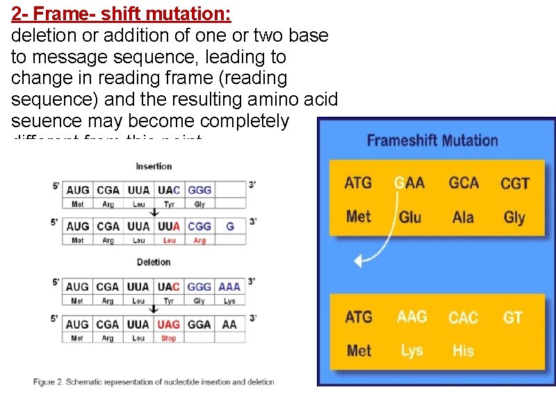 2 - Frame- shift mutation: deletion or addition of one or two base to