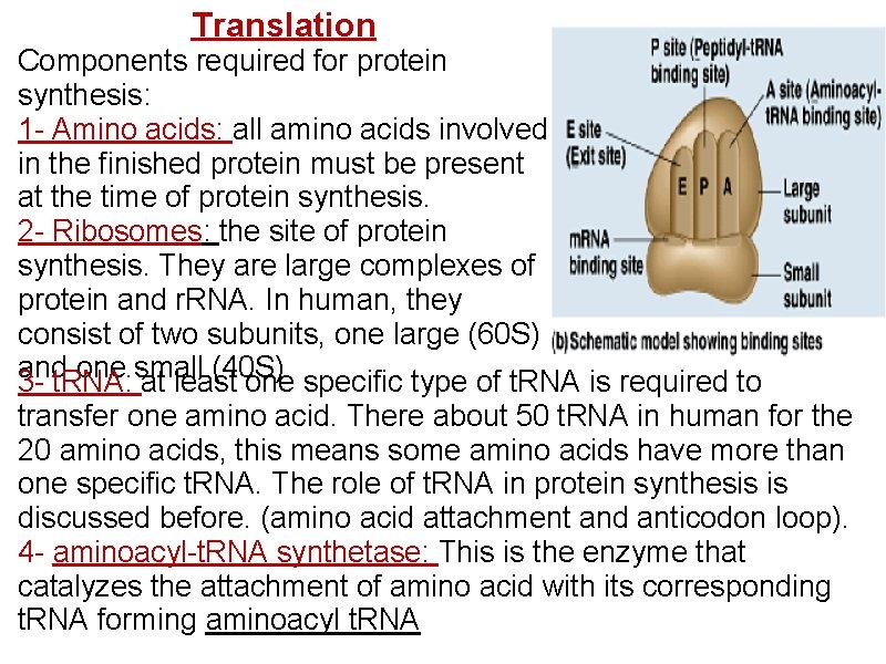 Translation Components required for protein synthesis: 1 - Amino acids: all amino acids involved