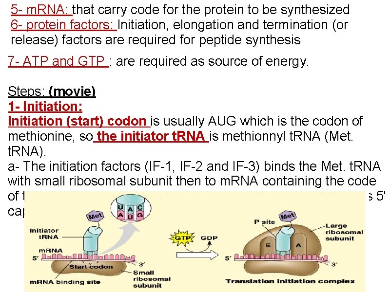 5 - m. RNA: that carry code for the protein to be synthesized 6