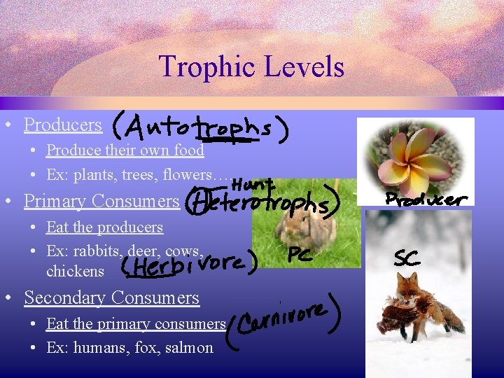Trophic Levels • Producers • Produce their own food • Ex: plants, trees, flowers…. Trophic Levels • Producers • Produce their own food • Ex: plants, trees, flowers….