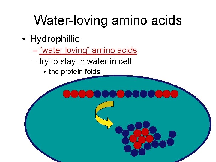Water-loving amino acids • Hydrophillic – “water loving” amino acids – try to stay
