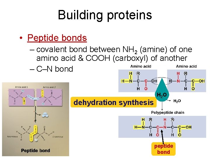 Building proteins • Peptide bonds – covalent bond between NH 2 (amine) of one