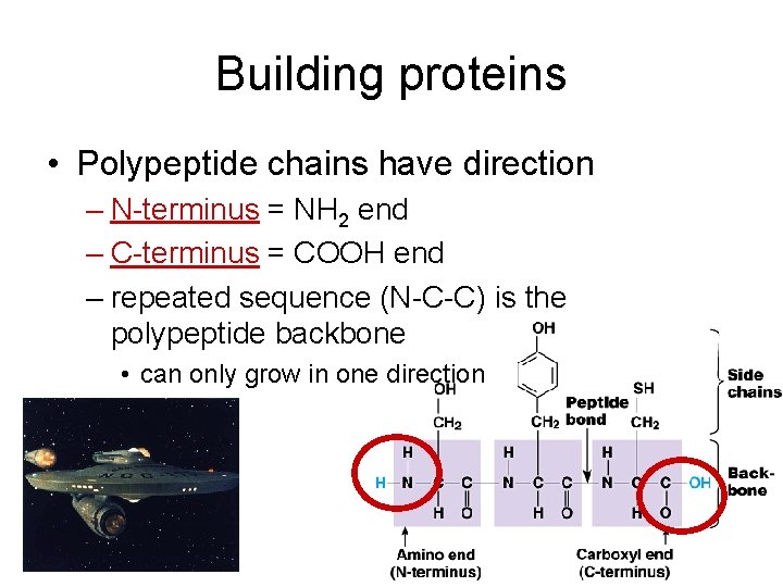 Building proteins • Polypeptide chains have direction – N-terminus = NH 2 end –