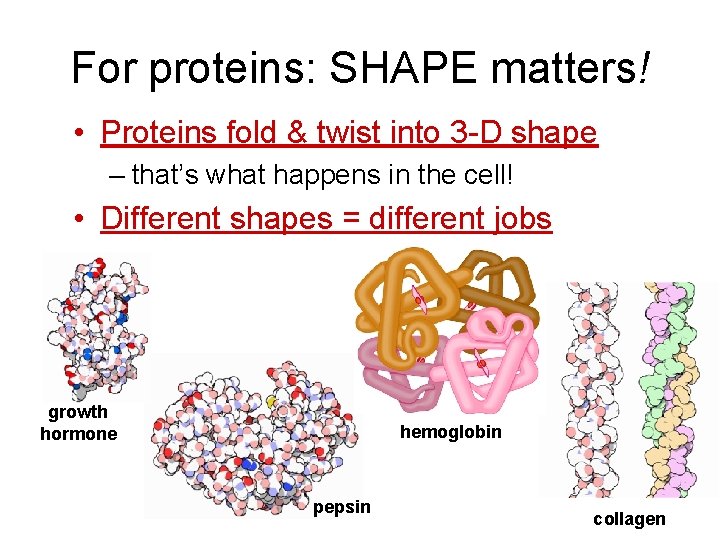 For proteins: SHAPE matters! • Proteins fold & twist into 3 -D shape –
