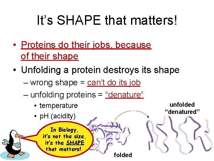 It’s SHAPE that matters! • Proteins do their jobs, because of their shape •