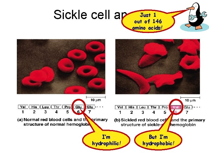 Just 1 Sickle cell anemia out of 146 amino acids! I’m hydrophilic! But I’m