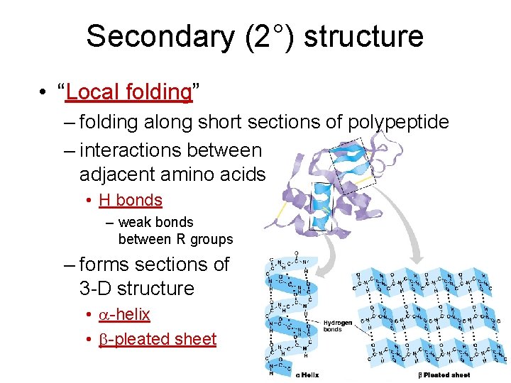 Secondary (2°) structure • “Local folding” – folding along short sections of polypeptide –