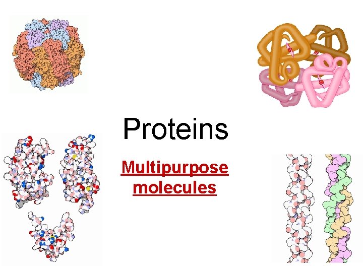 Proteins Multipurpose molecules 