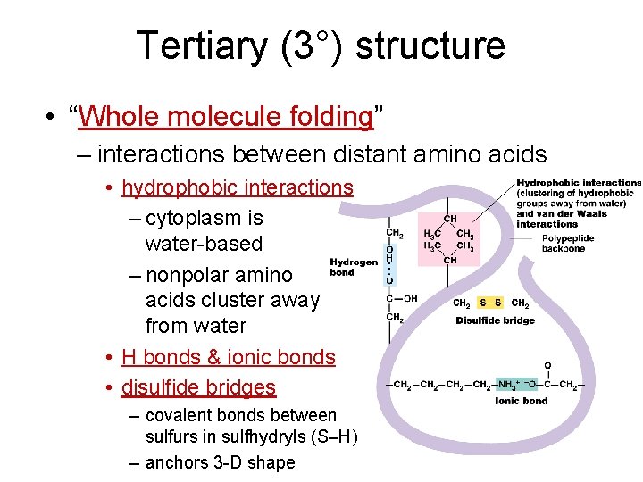 Tertiary (3°) structure • “Whole molecule folding” – interactions between distant amino acids •