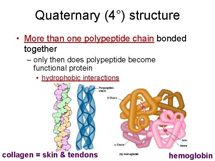 Quaternary (4°) structure • More than one polypeptide chain bonded together – only then