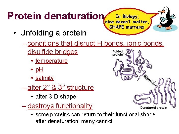 In Biology, Protein denaturation size doesn’t matter, • Unfolding a protein SHAPE matters! –