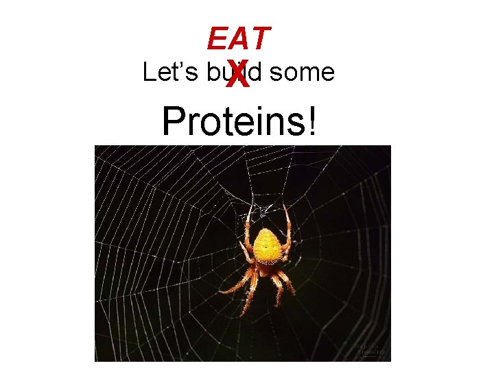 EAT Let’s build X some Proteins! 