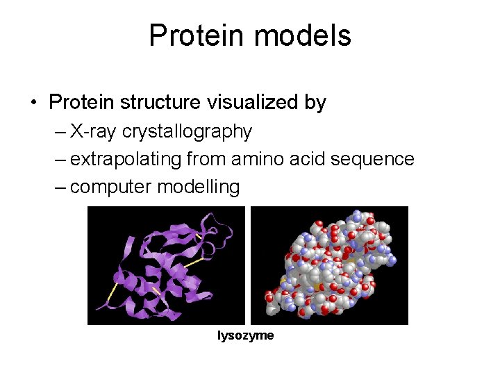 Protein models • Protein structure visualized by – X-ray crystallography – extrapolating from amino