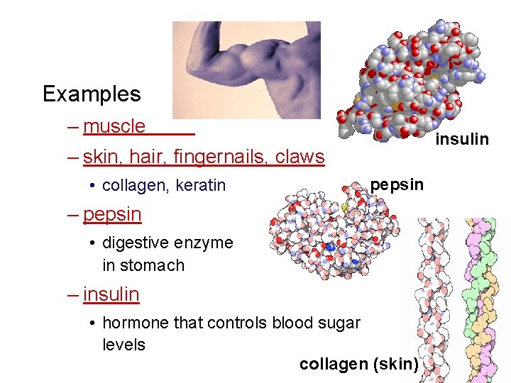 Proteins Examples – muscle insulin – skin, hair, fingernails, claws • collagen, keratin pepsin