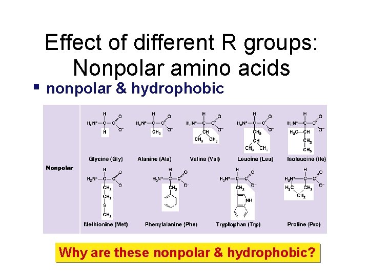 Effect of different R groups: Nonpolar amino acids nonpolar & hydrophobic Why are these