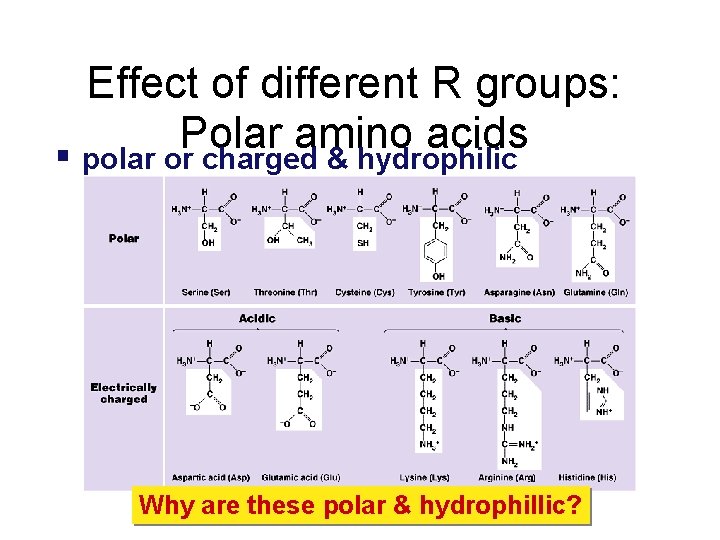 Effect of different R groups: Polar amino acids polar or charged & hydrophilic Why