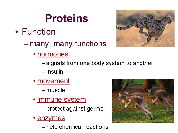 Proteins • Function: – many, many functions • hormones – signals from one body