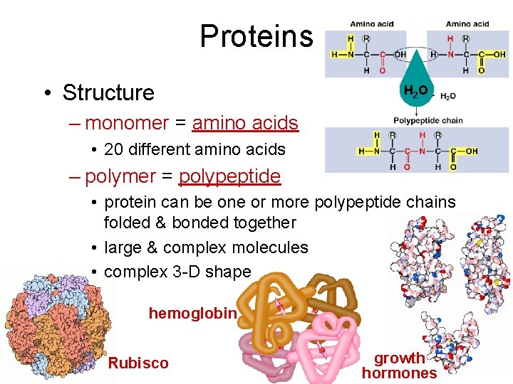 Proteins • Structure H 2 O – monomer = amino acids • 20 different