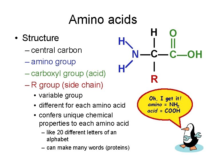Amino acids • Structure – central carbon – amino group – carboxyl group (acid)
