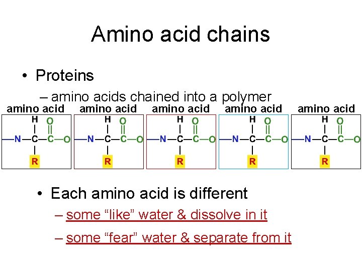 Amino acid chains • Proteins – amino acids chained into a polymer amino acid