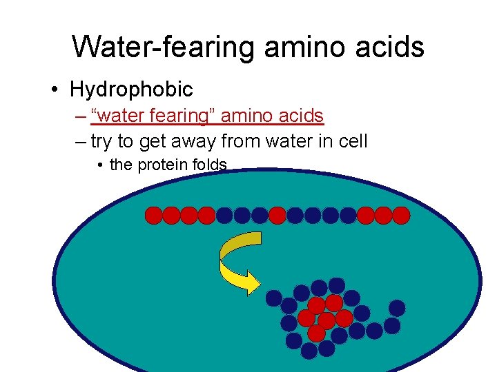 Water-fearing amino acids • Hydrophobic – “water fearing” amino acids – try to get