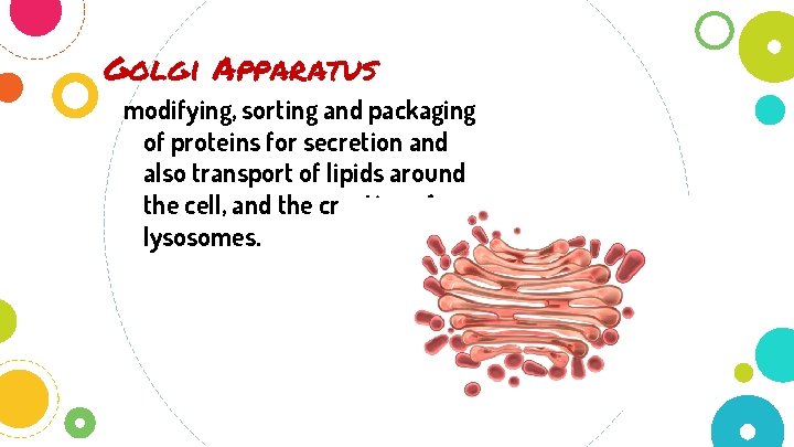 Golgi Apparatus modifying, sorting and packaging of proteins for secretion and also transport of