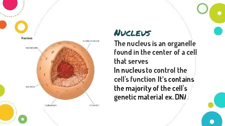 Nucleus The nucleus is an organelle found in the center of a cell that