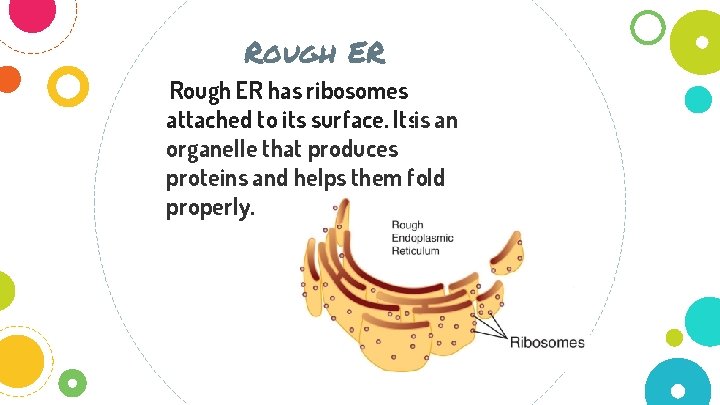 Rough ER has ribosomes attached to its surface. Itsis an organelle that produces proteins