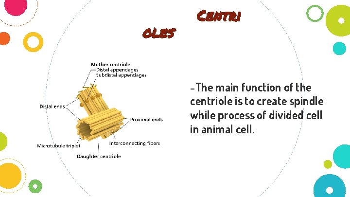 oles Centri -The main function of the centriole is to create spindle while process