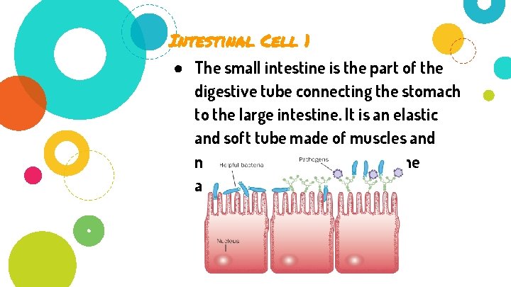 Intestinal Cell 1 ● The small intestine is the part of the digestive tube