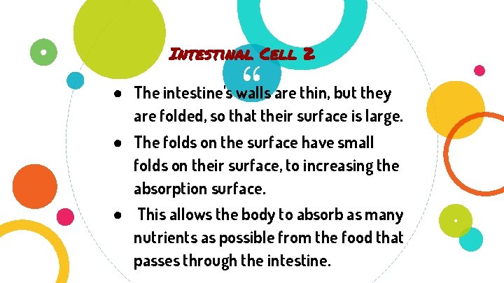 Intestinal Cell 2 “ ● The intestine's walls are thin, but they are folded,