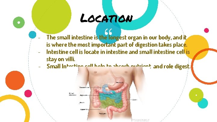 Location “ - The small intestine is the longest organ in our body, and