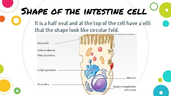 Shape of the intestine cell - It is a half oval and at the