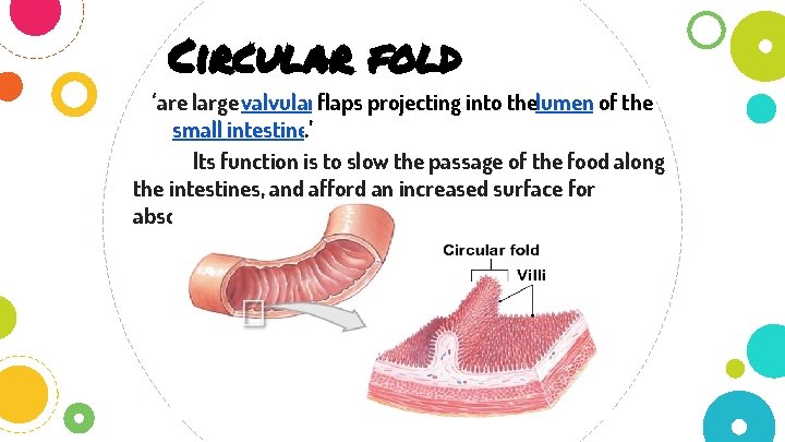 Circular fold ‘are large valvularflaps projecting into thelumen of the small intestine. ’ Its