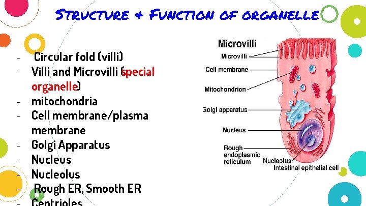 Structure & Function of organelle - Circular fold (villi) - Villi and Microvilli (special